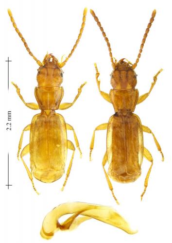 Aepus marinus